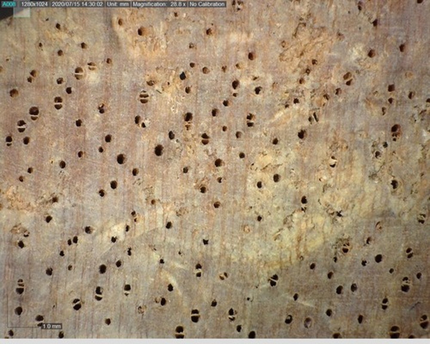 <p>Few moderately large pores arranged mostly in solitary , with very thin vasicentric parenchyma . Wood rays are narrow .</p>