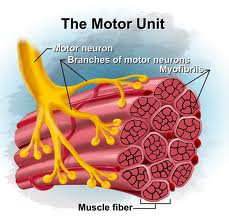<p>Single Motor Neurons</p><p>Neuromuscular junction </p><p>Muscle Fibers </p>