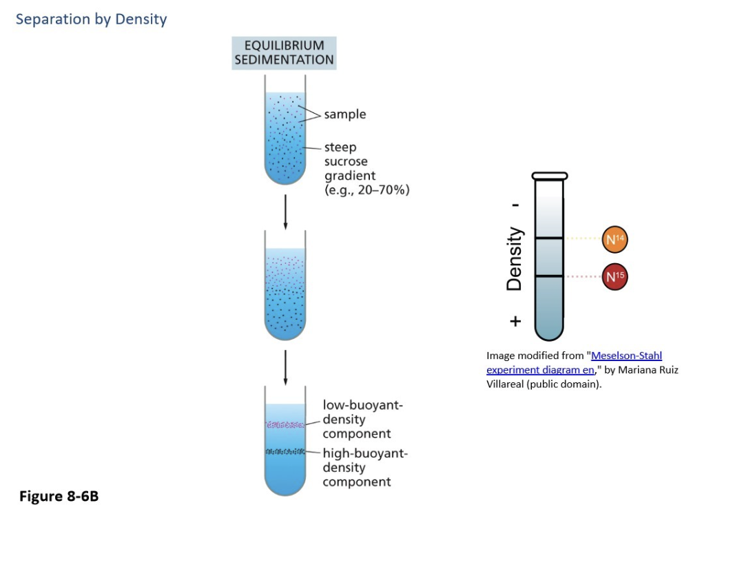 <ul><li><p>Provides the most fine degree of separation, separating by DENSITY rather than size and shape, can separate the same protein complexes</p></li></ul><ul><li><p>Also uses a sucrose or salt gradient, but it is much higher (but more like 25% at the top and 75% at the bottom)</p></li><li><p>The denser ones move to the bottom</p></li></ul><p></p>