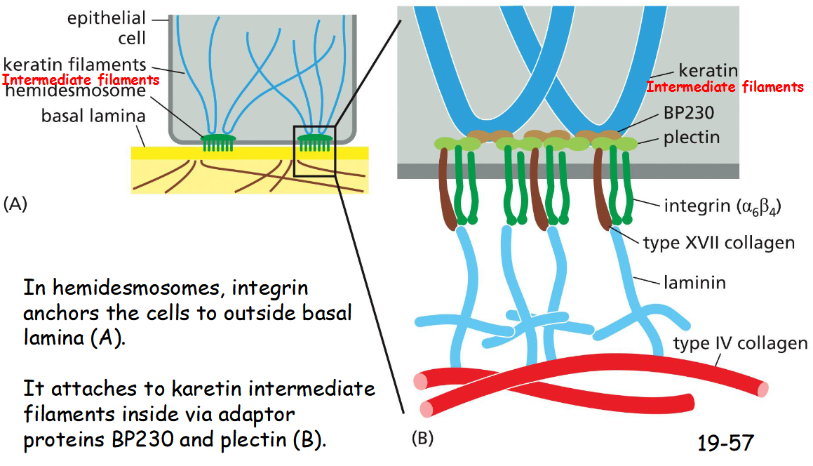 <p>basal lamina (A)</p><p>It attaches to karetin intermediate filaments inside via adaptor proteins BP230 and plectin (B)</p><p></p>