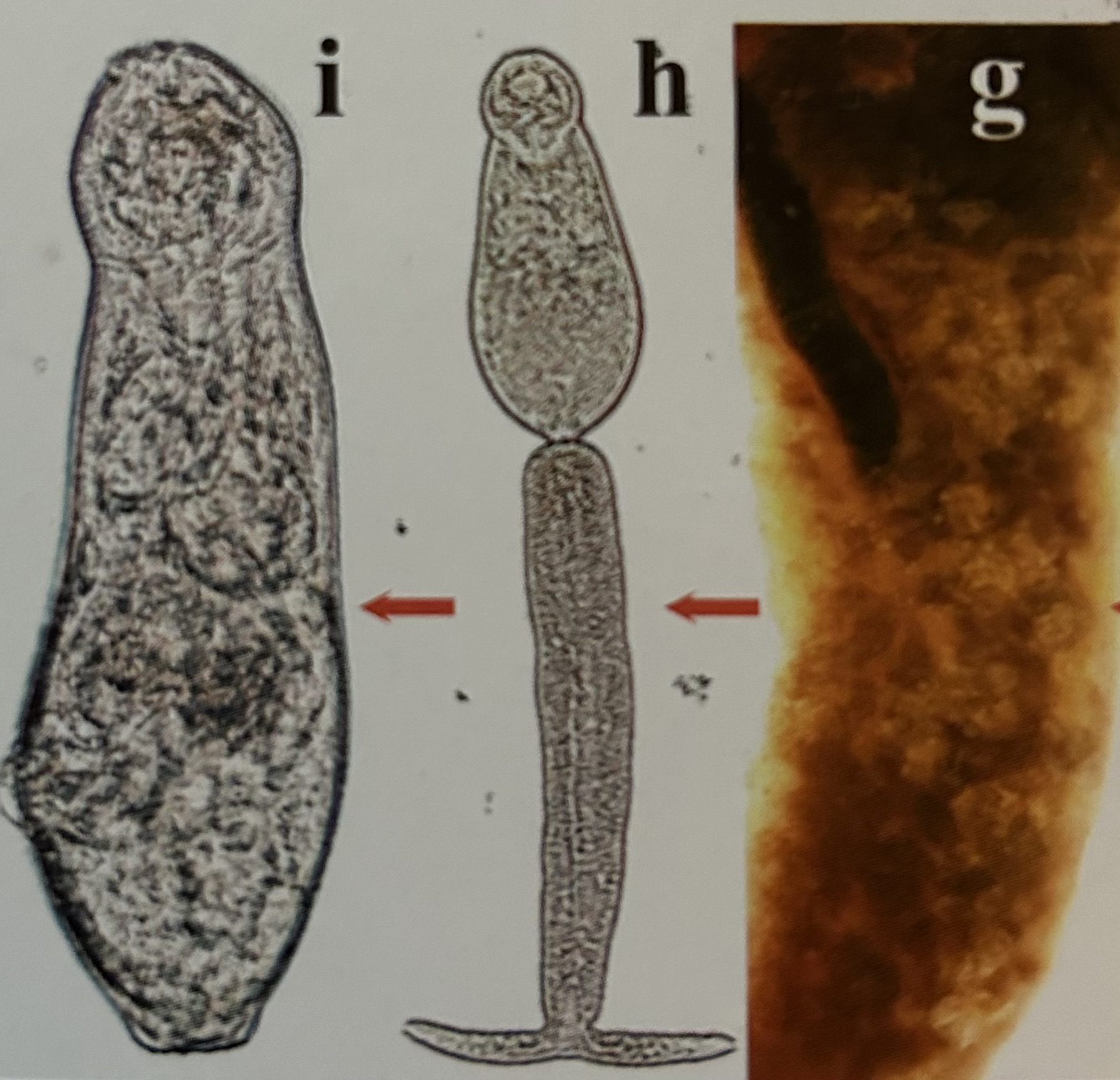 <p>genus and species? (h)</p>