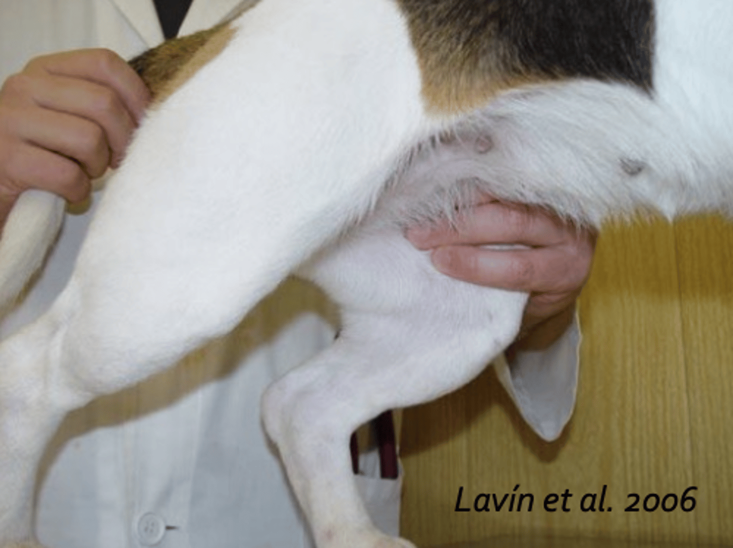 <p>what is the vet doing?</p>