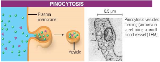 <ul><li><p>cell “gulps” droplets of extracellular fluid into tiny vesicles</p></li><li><p>not the fluid itself that is needed by cell, but molecules inside droplet</p></li><li><p>b/c any &amp; all included solutes are taken into the cell, pinocytosis is nonspecific in the substances it transports</p></li></ul>