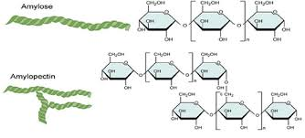 <p>1. Amylose (unbranched)<br>2. Amylopectin (branched)</p><p></p>