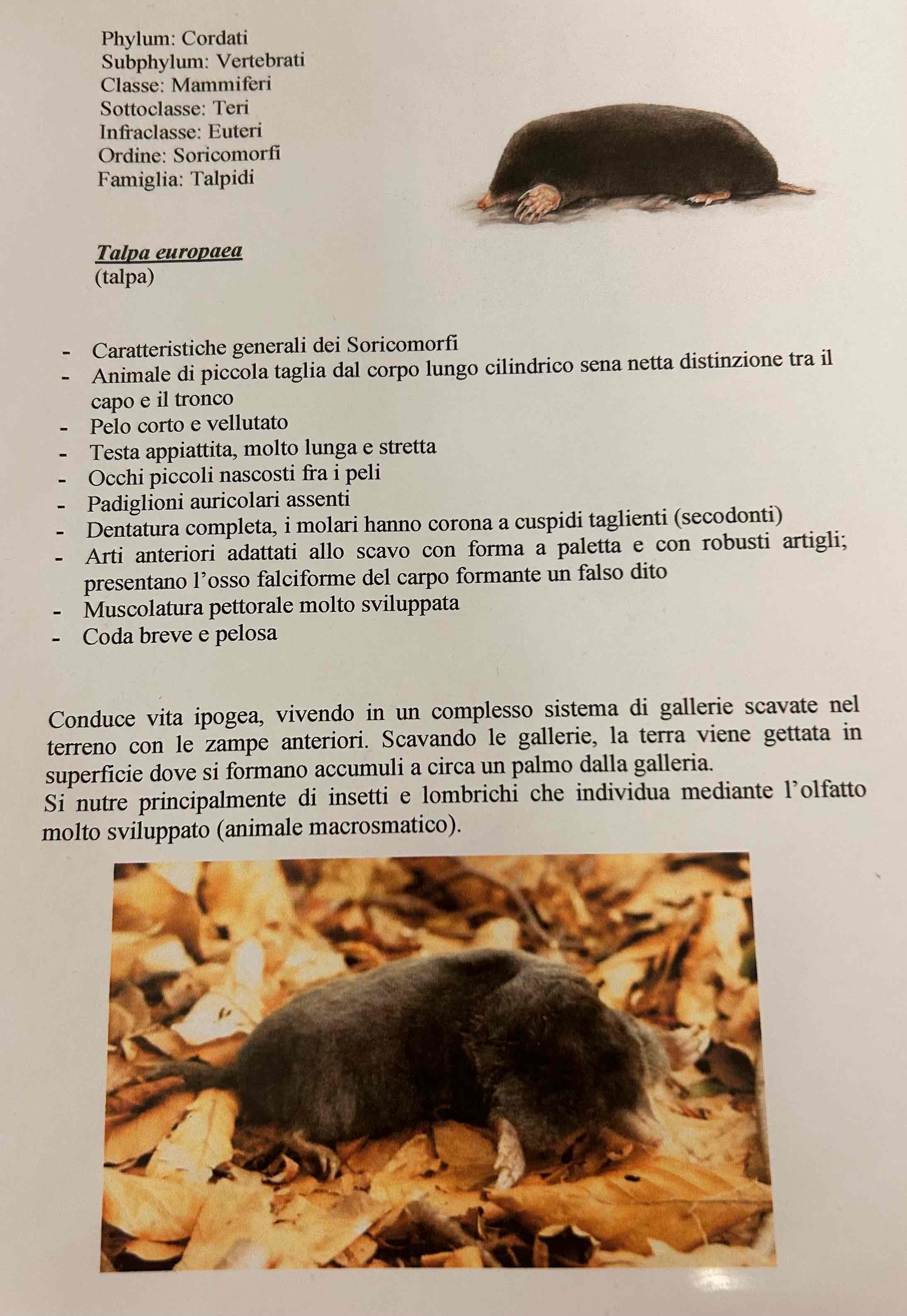 <p>Cordati</p><p style="text-align: start">Vertebrati</p><p style="text-align: start">Gnatostomi</p><p style="text-align: start">Tetrapodi</p><p style="text-align: start">Mammiferi</p><p style="text-align: start">Eutheria</p><p style="text-align: start">Soricomorpha</p><p style="text-align: start">Talpa europea (talpa)</p>