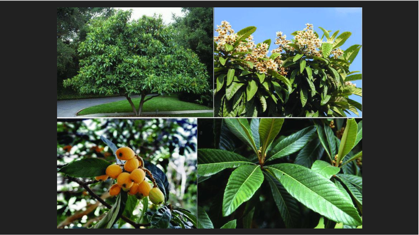 <p>Eriobotrya japonica</p><p>Loquat</p>