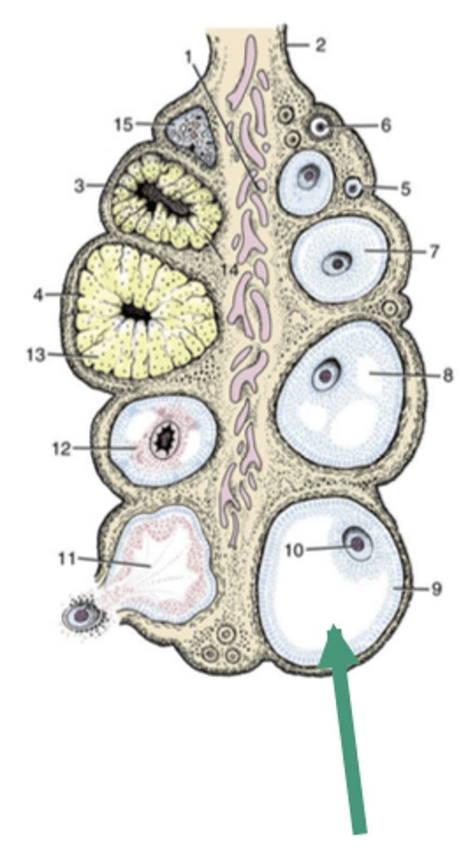 <p>-thin-walled, fluid-filled structures that contain the oocyte</p><p>-expand in size as they mature</p><p>-rupture to release the oocyte: ovulation</p>