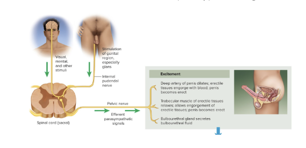 <p>characterized by vasocongestion (swelling of genitals with blood), myotonia (muscle tension), and increases in heart rate, blood pressure, and pulmonary ventilation</p><ul><li><p>Bulbourethral glands secrete fluid</p></li><li><p>Erection is primarily due to <u>parasympathetic</u> NS triggering the secretion of nitric oxide (NO)</p><ul><li><p><span style="background-color: transparent;"><span>NO is a potent vasodilator</span></span></p></li></ul></li><li><p>arteries dilate and fill erectile tissue with blood</p></li><li><p><span style="background-color: transparent;"><span>penile veins constrict so less can flow out</span></span></p></li><li><p>Erection allows for entry into vagina</p></li></ul><p></p>