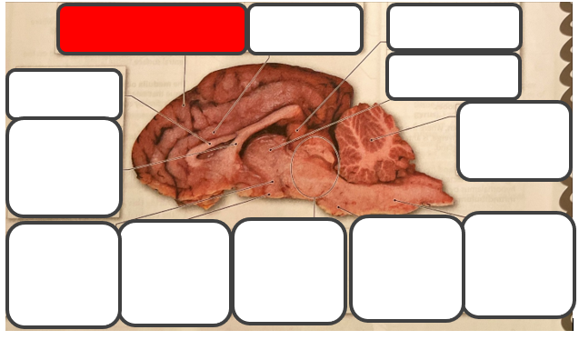 <p>Label </p>