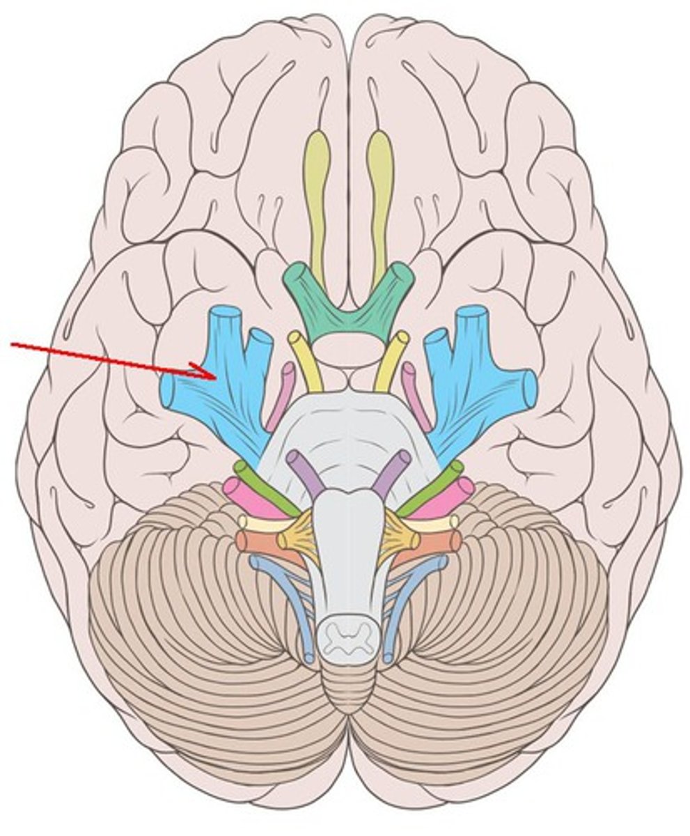 <p>trigeminal nerve: sensation of the face, sinuses, and teeth, movement of the jaw, muscles of mastication, both, emerge from the lateral aspect of the pons. exit: ophthalmic branch-superior orbital fissure, maxillary branch-foramen rotundum, mandibular branch-foramen ovale</p>