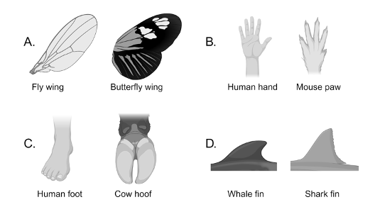 <p><span>Which pair of structures would be considered analogous?</span></p>