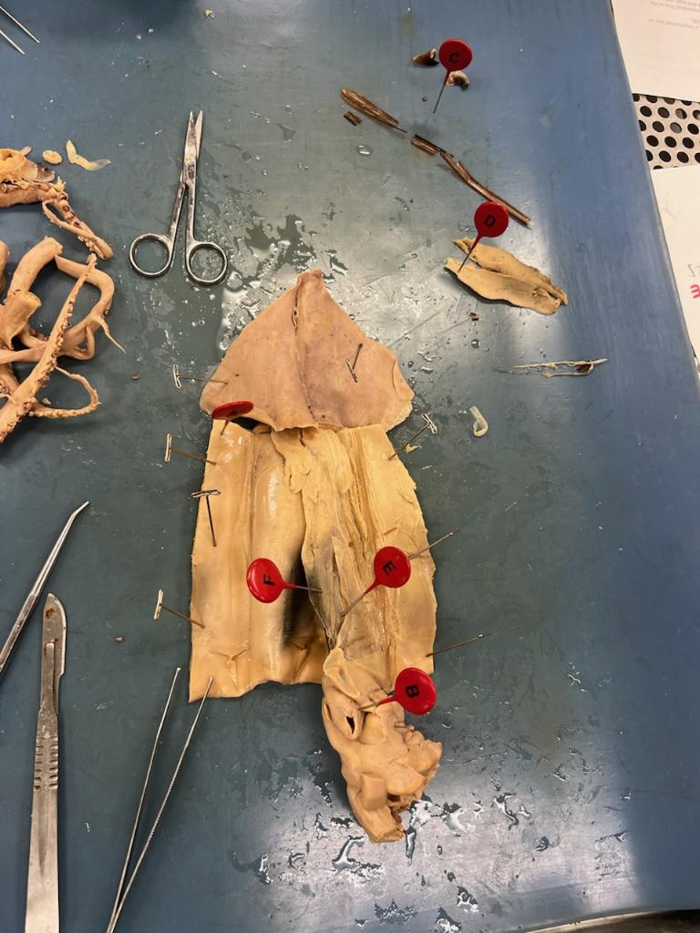 <p>Squid Dissection (Internal)</p><p>What part is D?</p>