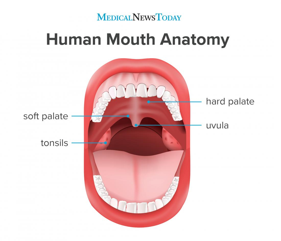 <p>What closes over the nasal cavity during swallowing?</p>