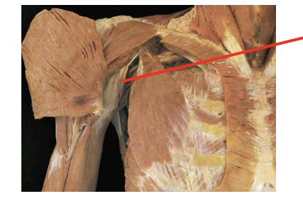 <p>What i this muscle&nbsp;What is its origin. Where does it inserts. </p>