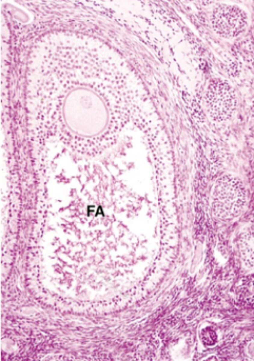 <p>ID the ovarian cell stage:</p>