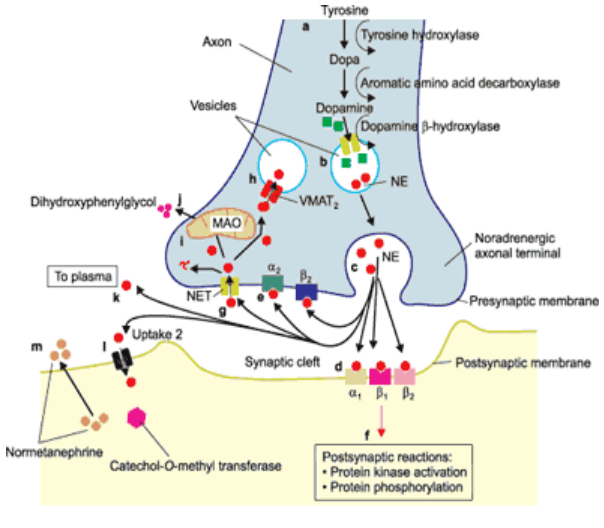 <ul><li><p class="">Neurotransmitter of the catecholamine family</p></li><li><p class="">Roles: autonomic control (sympathetic nervous system), alertness, rest cycles, attention, &amp; memory in the CNS</p></li><li><p class="">Synthesized from tyrosine in presynaptic terminals of adrenergic neurones</p></li><li><p class="">Stored in large dense-core vesicles</p></li><li><p class="">Released by vesicle exocytosis</p></li><li><p class="">Binds to adrenergic receptors, causing excitatory or inhibitory postsynaptic effects</p></li><li><p class="">Removed from synaptic cleft by adrenergic transporters</p></li><li><p class="">Degraded by monoamine oxidase (MAO) &amp; catechol-O-methyltransferase (COMT)</p></li></ul><p></p>