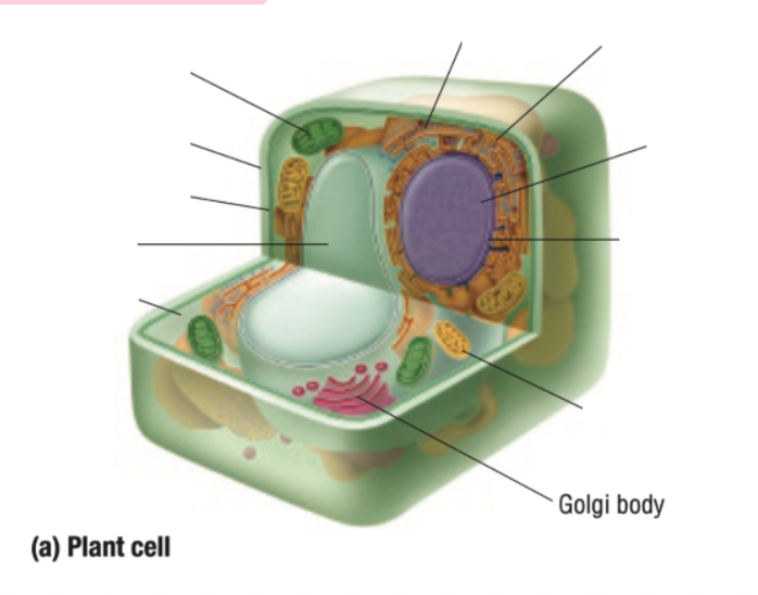<p>Golgi Body</p>