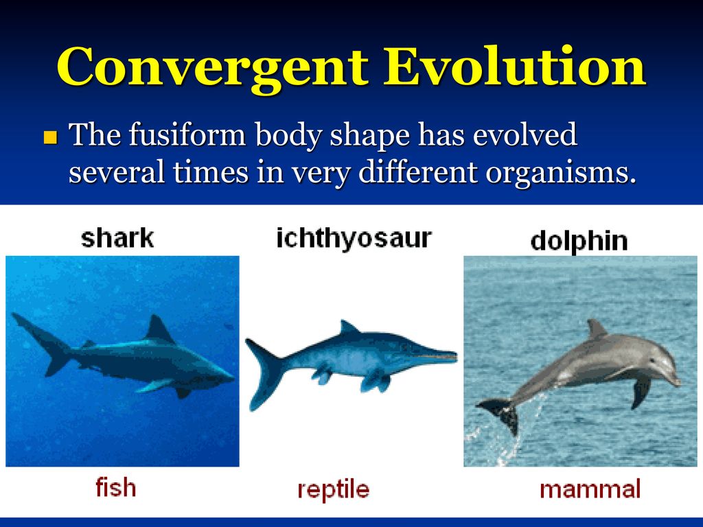 <p>Convergent Evolution</p>