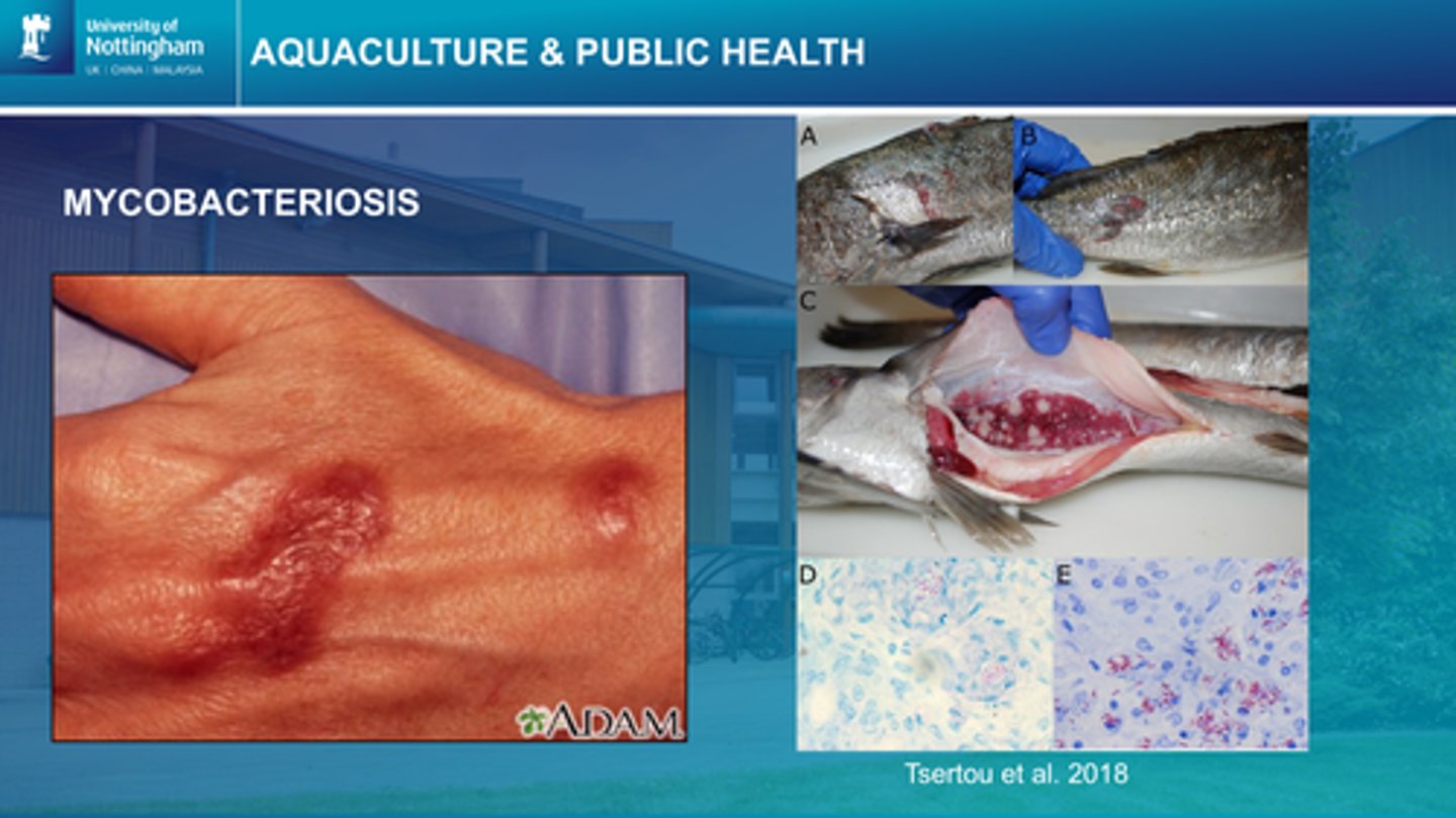 <p>-In fish: multiple internal granulomas, low but persistent mortalities, chronic presentation (“fish tuberculosis”) </p><p>gram + bacteria colonies </p><p>-In humans: superficial skin lesions (“fish handlers disease” or “fish tank granuloma”) and systemic mycobacteriosis in immunocompromised individuals. respiratory symptoms</p>