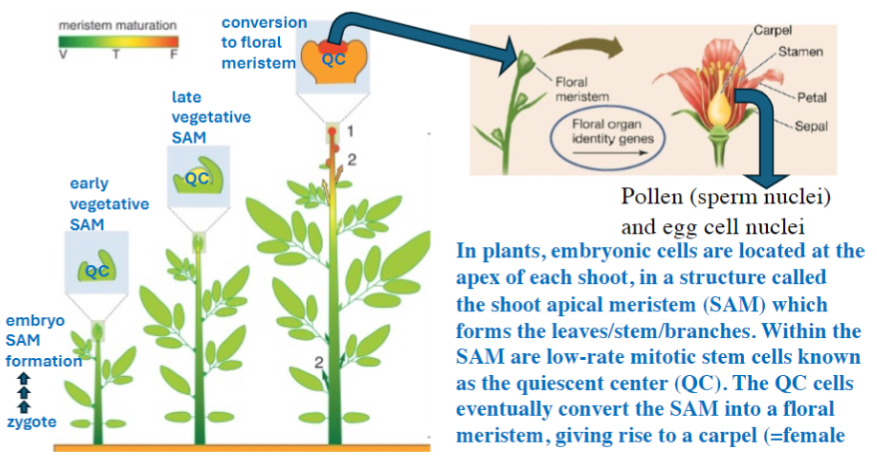 <ul><li><p><span style="background-color: transparent; font-family: "Helvetica Neue", sans-serif;"><span>Diploid zygote undergoes mitosis to form diploid gamete progenitor cells, mutations can occur</span></span></p></li><li><p><span style="background-color: transparent; font-family: "Helvetica Neue", sans-serif;"><span>In plants, embryonic cells are at shoot apical meristem (SAM) → produces leaves, stem, branches</span></span></p></li><li><p><span style="background-color: transparent; font-family: "Helvetica Neue", sans-serif;"><span>Quiescent center (QC) in SAM = low-rate mitotic stem cells</span></span></p></li><li><p><span style="background-color: transparent; font-family: "Helvetica Neue", sans-serif;"><span>QC later converts SAM into floral meristem</span></span></p></li><li><p><span style="background-color: transparent; font-family: "Helvetica Neue", sans-serif;"><span>Floral meristem forms carpel (female gonad which produces egg nuclei) and stamen (male gonad which produces sperm nuclei)</span></span></p></li><li><p><span style="background-color: transparent; font-family: "Helvetica Neue", sans-serif;"><span>Plant germline is </span><strong><span>not</span></strong><span> set aside early → Many mitotic divisions occur before gametes form</span></span></p></li><li><p><span style="background-color: transparent; font-family: "Helvetica Neue", sans-serif;"><span>Allows more chances for mutations → Some can be beneficial for adaptation</span></span></p></li></ul><p></p>