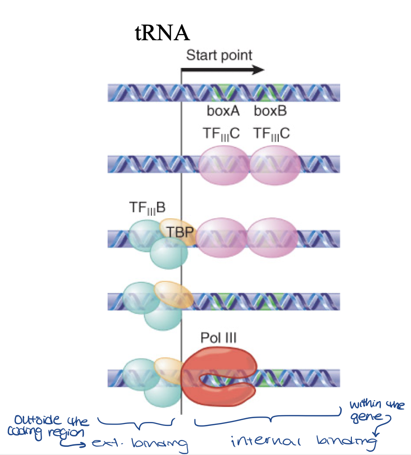 <ul><li><p>Assembly factors are TFIIIA, TFIIIB, TFIIIC</p></li><li><p>two TFIIICs bind to box A and B (one per box) - <strong>internal binding (within gene)</strong></p><ul><li><p>help in positioning RNA polymerase III complex for accurate initiation</p></li></ul></li><li><p>TFIIIB binds to start point and TBP subunit that binds to pol III - <strong>external binding</strong></p><ul><li><p>is composed of various subunits, including the TATA-box binding protein (TBP)</p><ul><li><p>TBP subunit of TFIIIB interacts w RNA pol III complex + aids in accurate positioning of pol III at transcription start site for initiation of tRNA synthesis</p></li></ul></li></ul></li></ul>