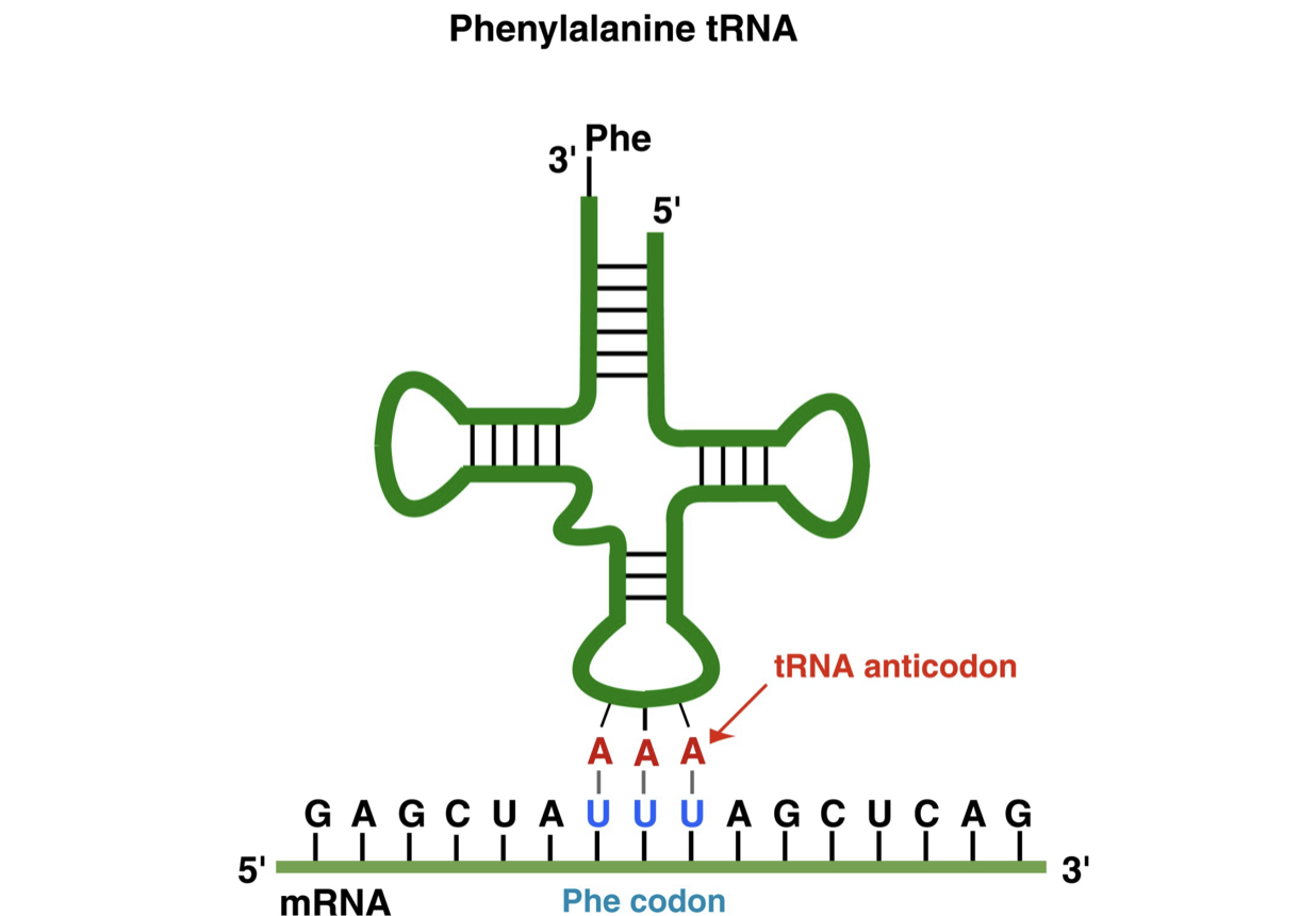 <p>Transfer RNA (tRNA)</p><ul><li><p>acts as an adapter between nucleic acid and protein (float around in cell)</p></li><li><p>at least one tRNA for each amino acid (often 1+)</p></li><li><p>tRNA for an amino acid contains an anticodon sequence that is the reverse complement of the codon for that amino acid</p></li><li><p>each tRNA has unique sequences that causes it to have a unique overall shape</p></li><li><p>they all have an amino acid attachment site on the 3’ end</p></li></ul>