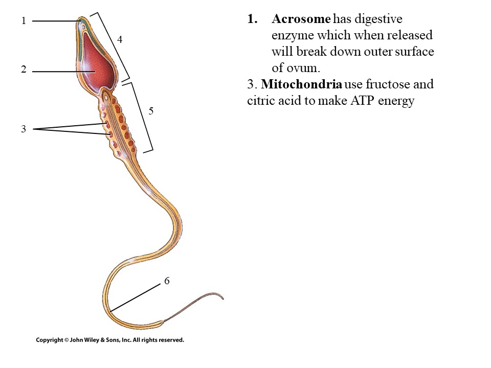 <p>What part of the sperm has digestive enzymes which when released will break down outer surface of ovum?</p>