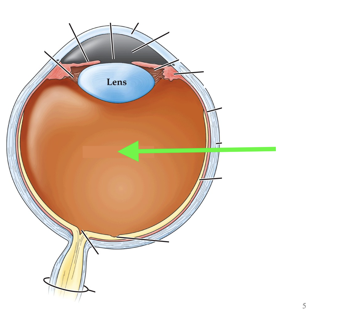 <p>what part of the eye is this?</p>