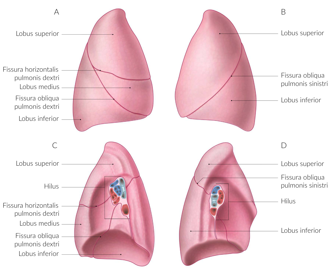 <p>D. Upper and middle lobes of the right lung</p>