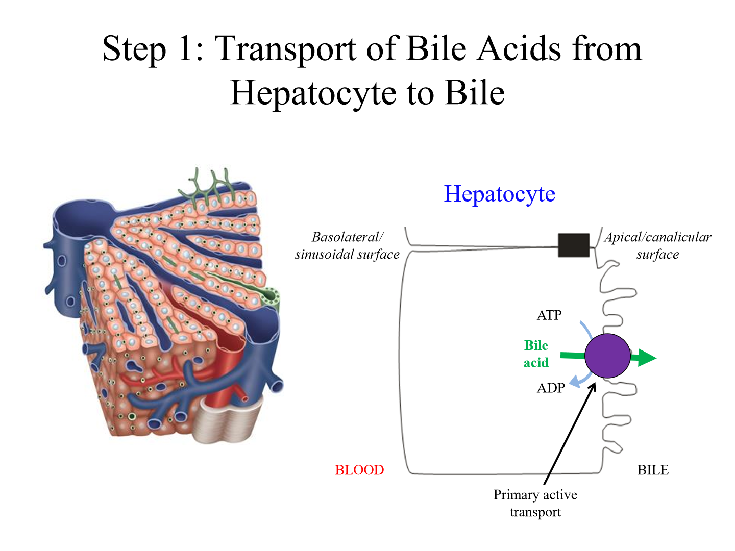 <p>Bile synthesized in hepatocytes, moves across apical surface, and is secreted into canalicular networks, becoming bile ducts. Bile then goes into the SI or is stored in the gall bladder</p><p></p>