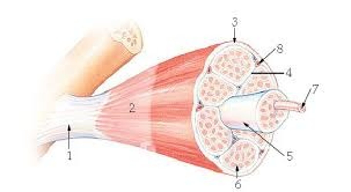 <p>What letter is the muscle fascicle?</p>