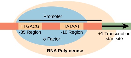 <p>how to create a phenotype</p>