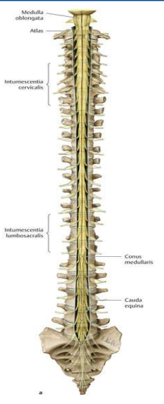 <ul><li><p>länge Rückenmark</p></li><li><p>Auslauf Rückenmark: cauda equina</p></li><li><p></p></li></ul><p></p>