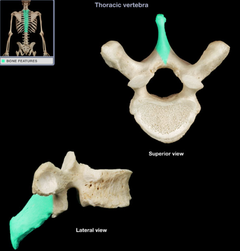 <ul><li><p>Location: Thoracic vertebra</p></li></ul><ul><li><p>Description: Unpaired posterior midline projection from vertebral arch, Has characteristic long, slender form, Processes of inferior thoracic vertebrae directed inferiorly</p></li></ul><p></p>
