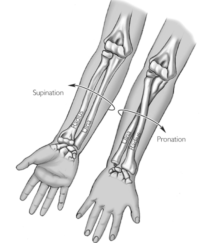 1. Radius parallel to ulna
2. In standard anatomical position
- Radius is lateral and ulna is medial