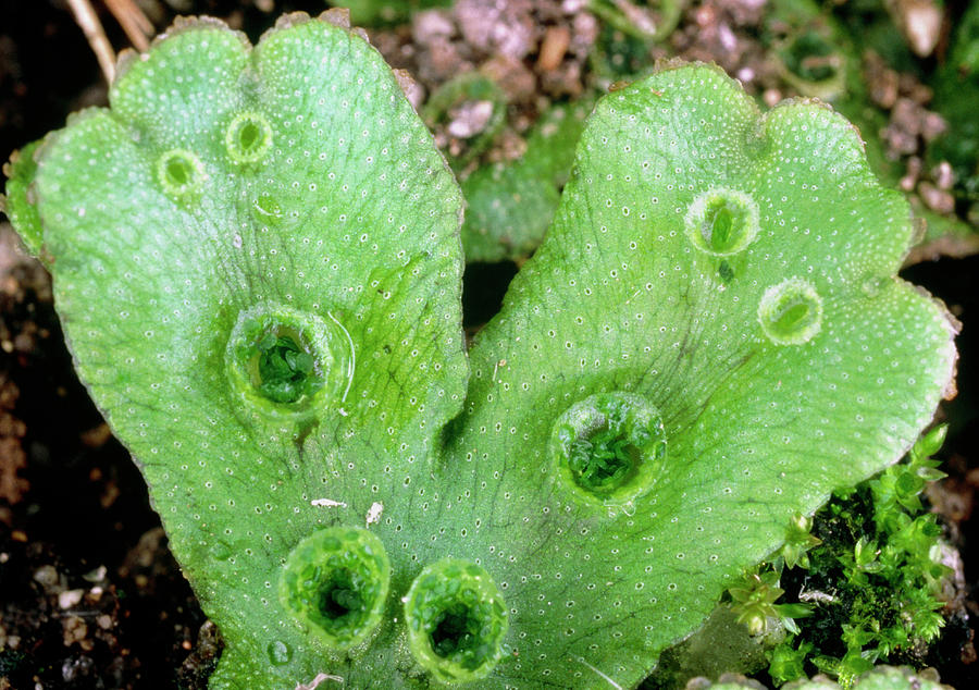 asexual reproduction of liverworts through raindrops 