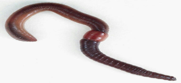 <p>What phylum and class is this?</p>