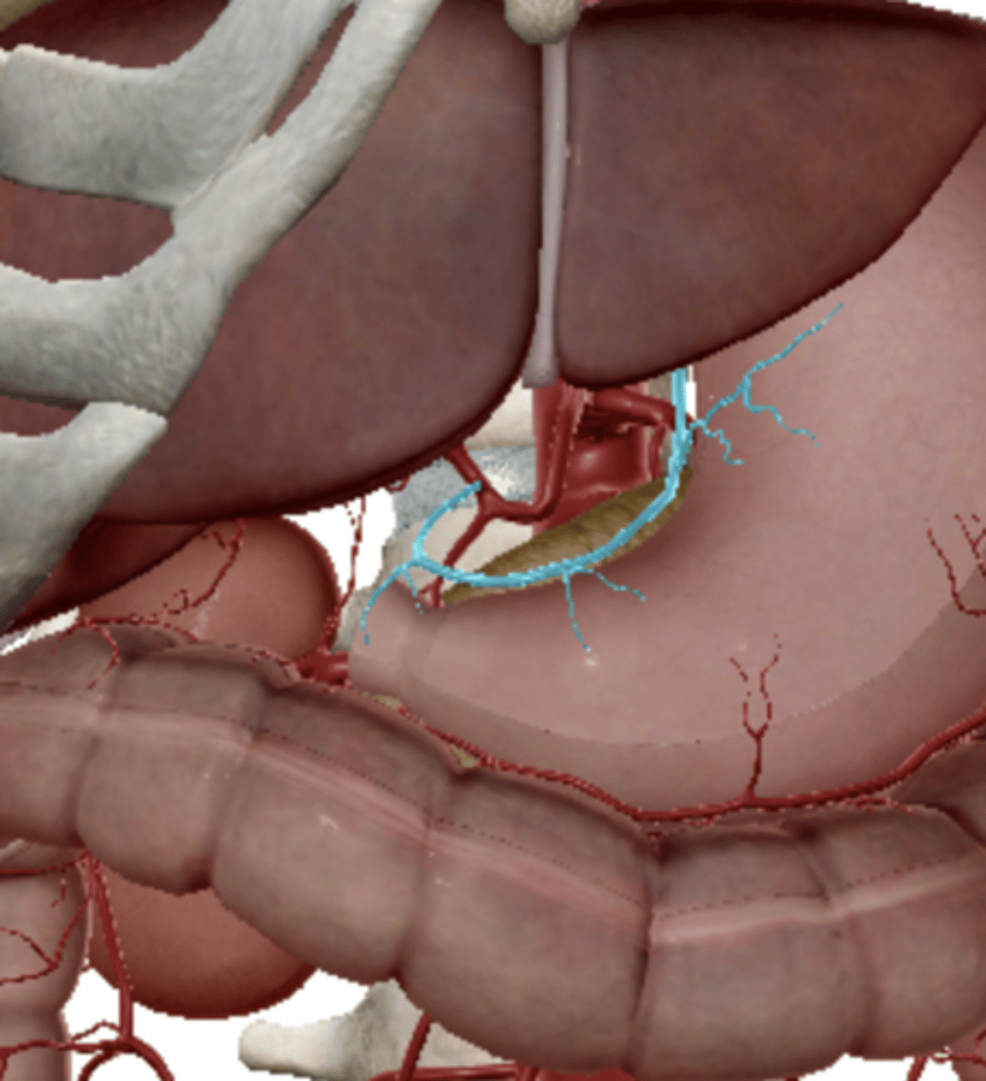 <p>supplies the stomach</p>