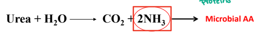 <p><strong><u>Urea Utilization </u></strong></p><ul><li><p>Urea is <span style="color: red;"><strong>degraded </strong></span>in the ____ by <strong>microbial urease (enzyme) </strong>forming <strong>NH3 </strong>(ammonia) and <strong>CO2 </strong>(carbon dioxide) </p></li></ul><p></p>