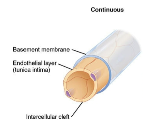 <p>desc continuous capillaries (anatomical/physiological diffs)</p>
