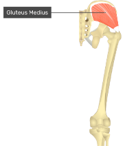 **O**: between posterior and inferior gluteal lines

**I:** greater trochanter of femur