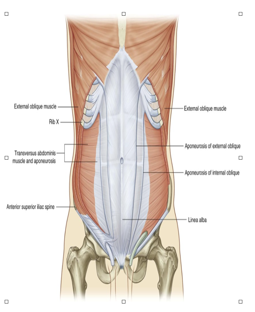 <ul><li><p>Deep to internal oblique muscle — named because of direction of most of its muscle fibers</p></li><li><p>Ends in an anterior aponeurosis — blends with linea alba at midline </p></li><li><p>Caudal fibers involved in formation of cremaster muscle</p></li><li><p>Innervation —</p><ul><li><p>Anterior rami of lower six thoracic spinal nerves (T7 to T12) and L1</p></li></ul></li><li><p>Function —</p><ul><li><p>Compress abdominal contents</p></li></ul></li></ul>