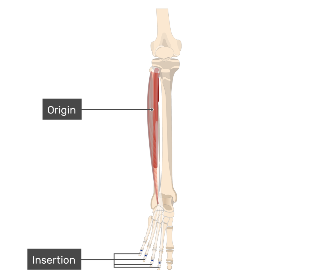 <p>extensor digitorum longus</p><p></p>