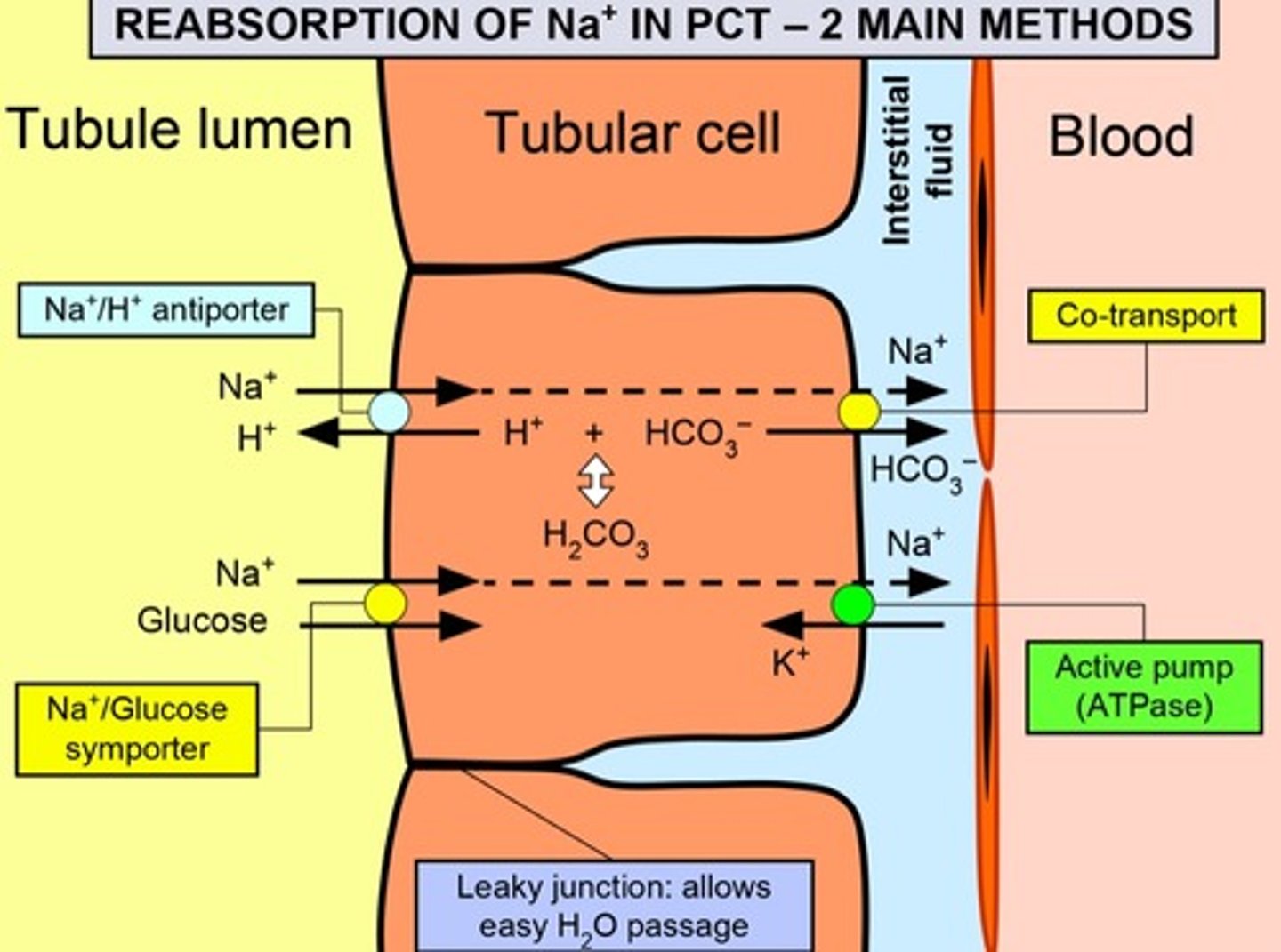 <p>- Na⁺ ions are actively transported into blood</p><p>- This reduces Na⁺ conc. in epithelial cells lining the PCT</p><p>- Na⁺ moves from PCT lumen into epithelial cells, down concentration gradient</p><p>- Na⁺ is co-transported with substances (eg glucose) into epithelial cells</p><p>- These substances diffuse into blood capillaries</p>