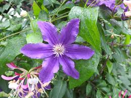 <p>Climbing vine with green leaves and large, showy flowers in various colors. Popular as an ornamental plant for trellises and fences.</p>