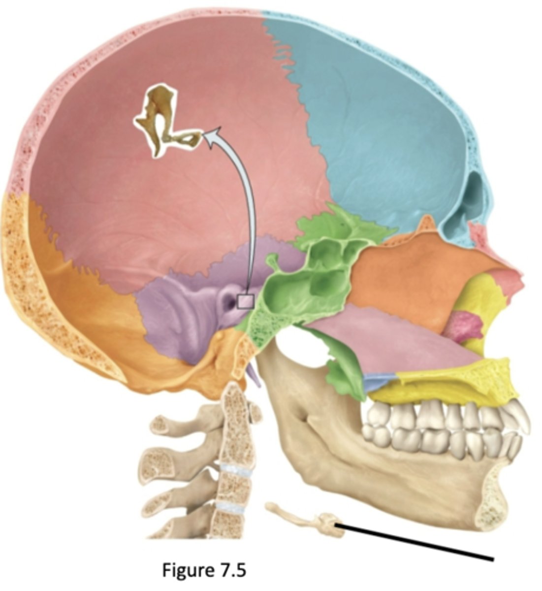 knowt flashcard image