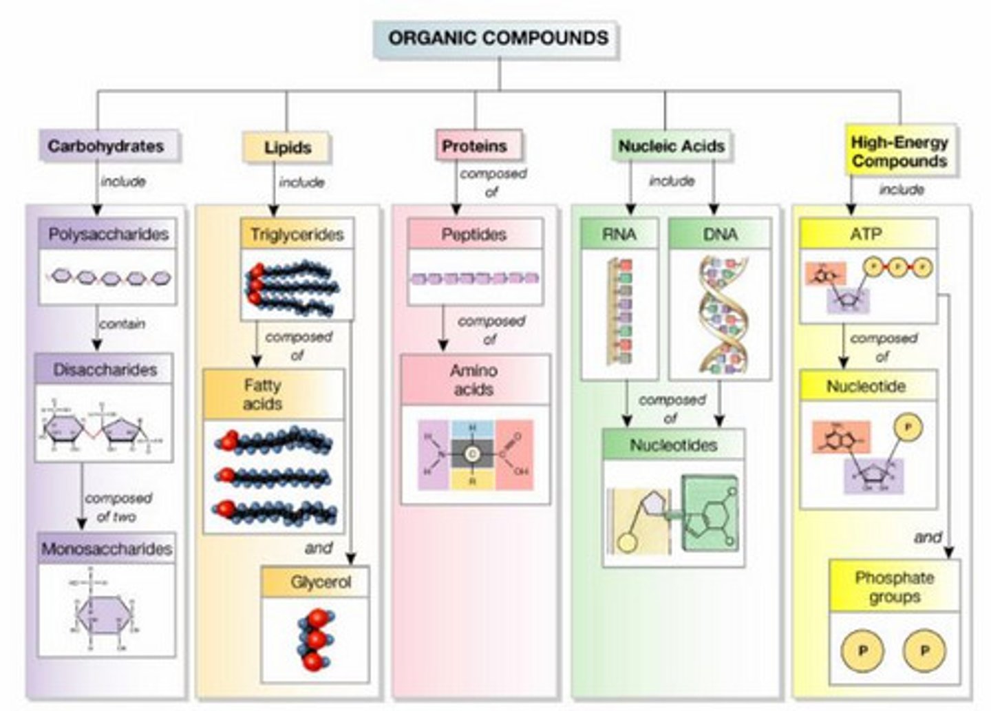 <p>Four main classes of large biological molecules (carbohydrates, lipids, proteins, nucleic acids)</p>