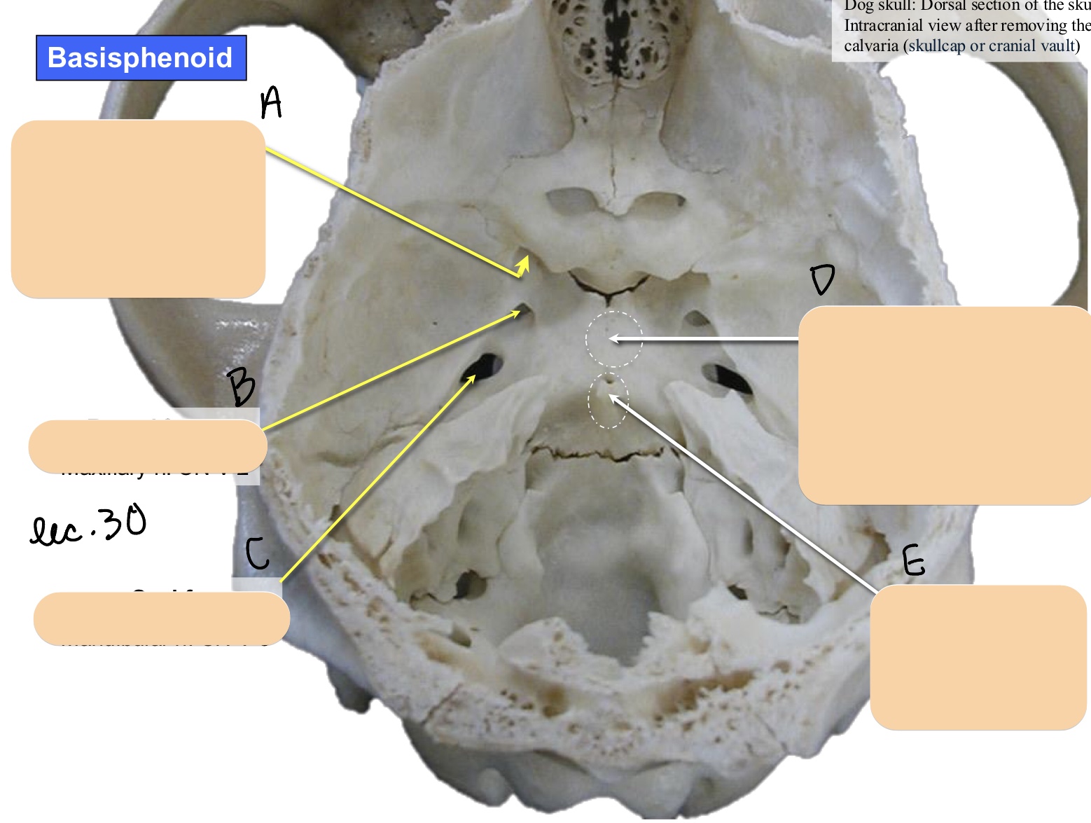 <p>Name the structure(s) indicated by d and e.</p>
