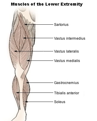 <p>outer part of the quadriceps</p>