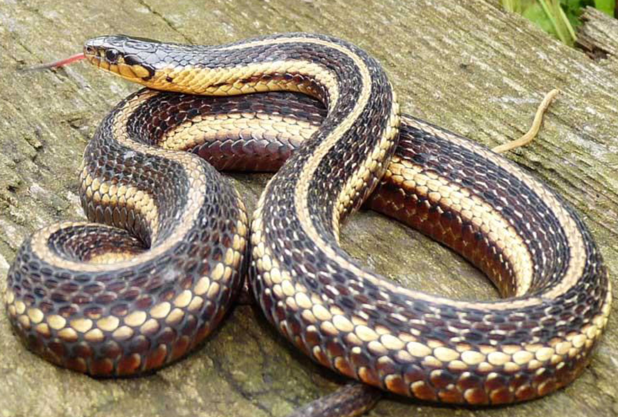 <p><span>what is this and what are its habitat and diet preferences</span></p>